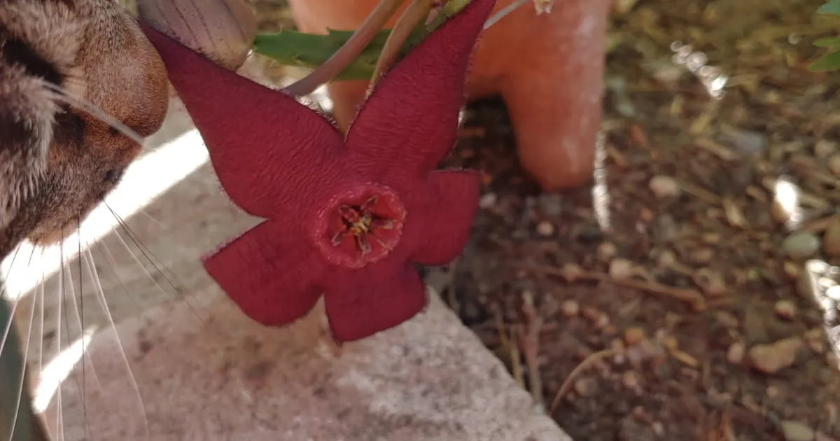 Boomer vs. Stapelia | Under the Solano Sun